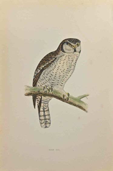 Hawk Owl