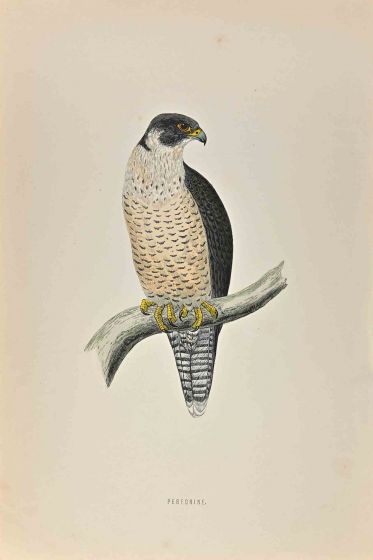 Peregrine
