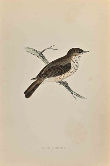 Spotted Flycatcher