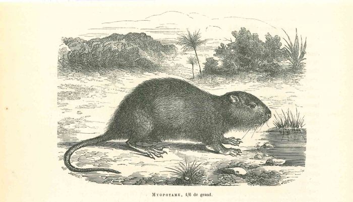 The Mouse