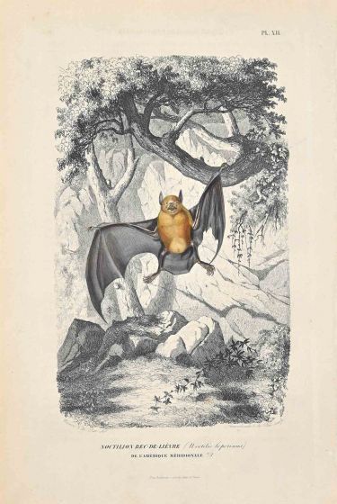 Noctule Bat
