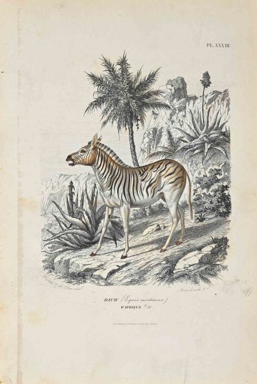 Equus Montanus