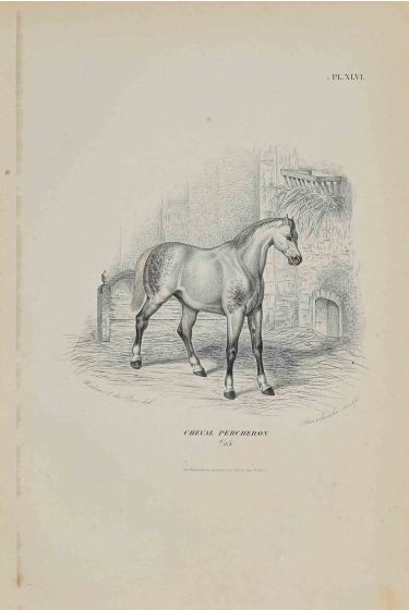 Percheron Horse