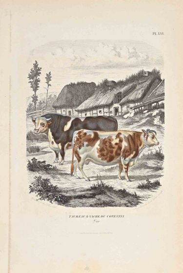 The Cows