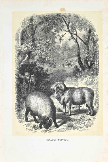 The Rams