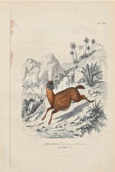 Alpaca