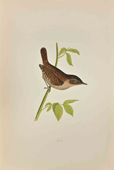 Wren