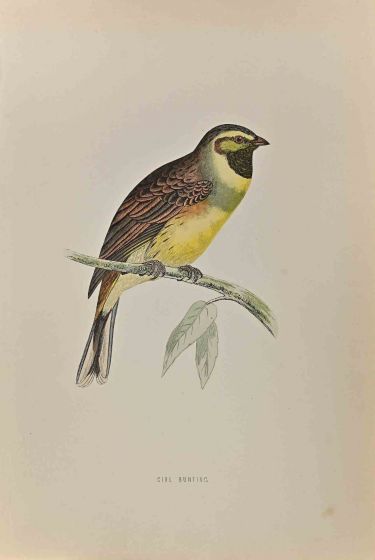 Cirl Bunting