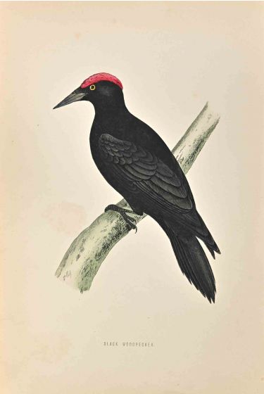 Black Woodpecker
