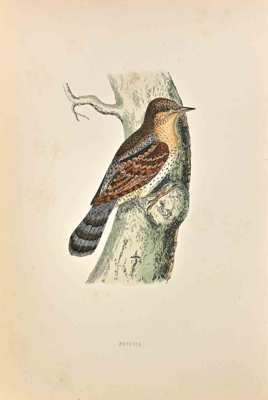 Wryneck