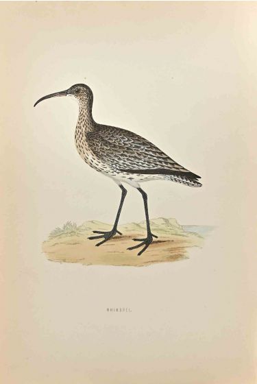 Whimbrel