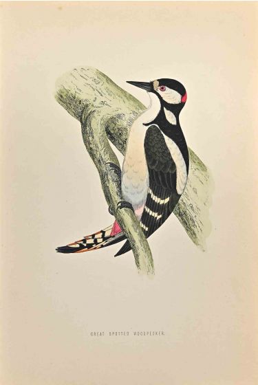 Great Spotted Wodpecker