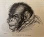 The Chimpanzee