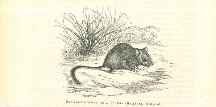 The Rat