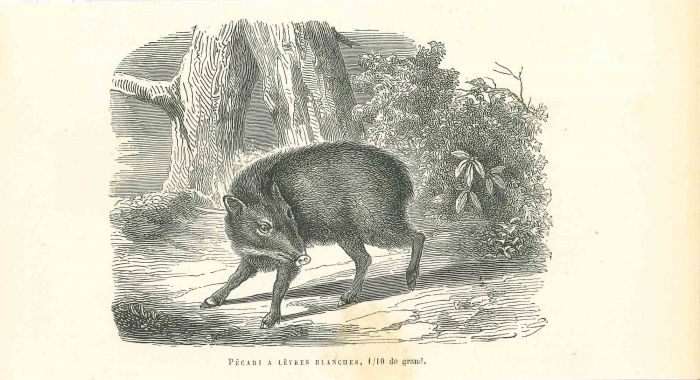 The Boar