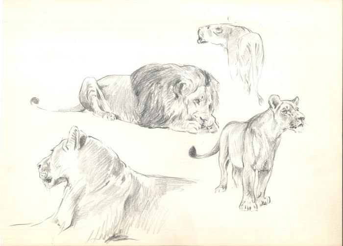 Study of Felines by Wilhelm Lorenz - Modern Artwork