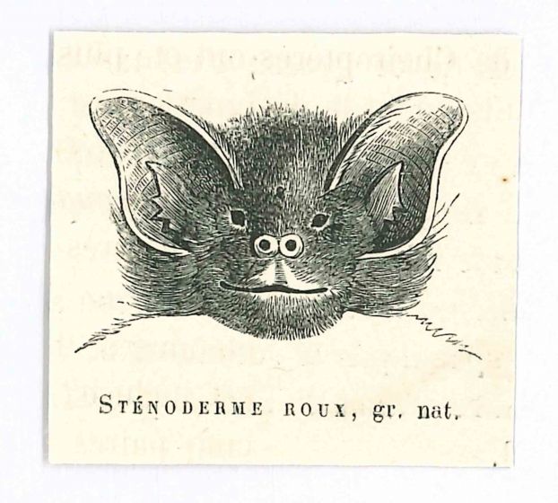 The Bat