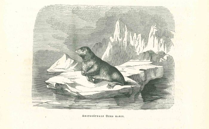 The Seal