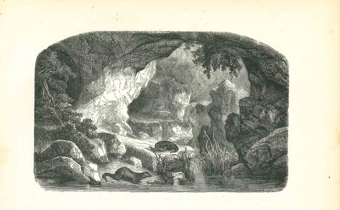 In The Forest Near Waterfall